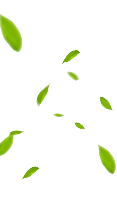leaves