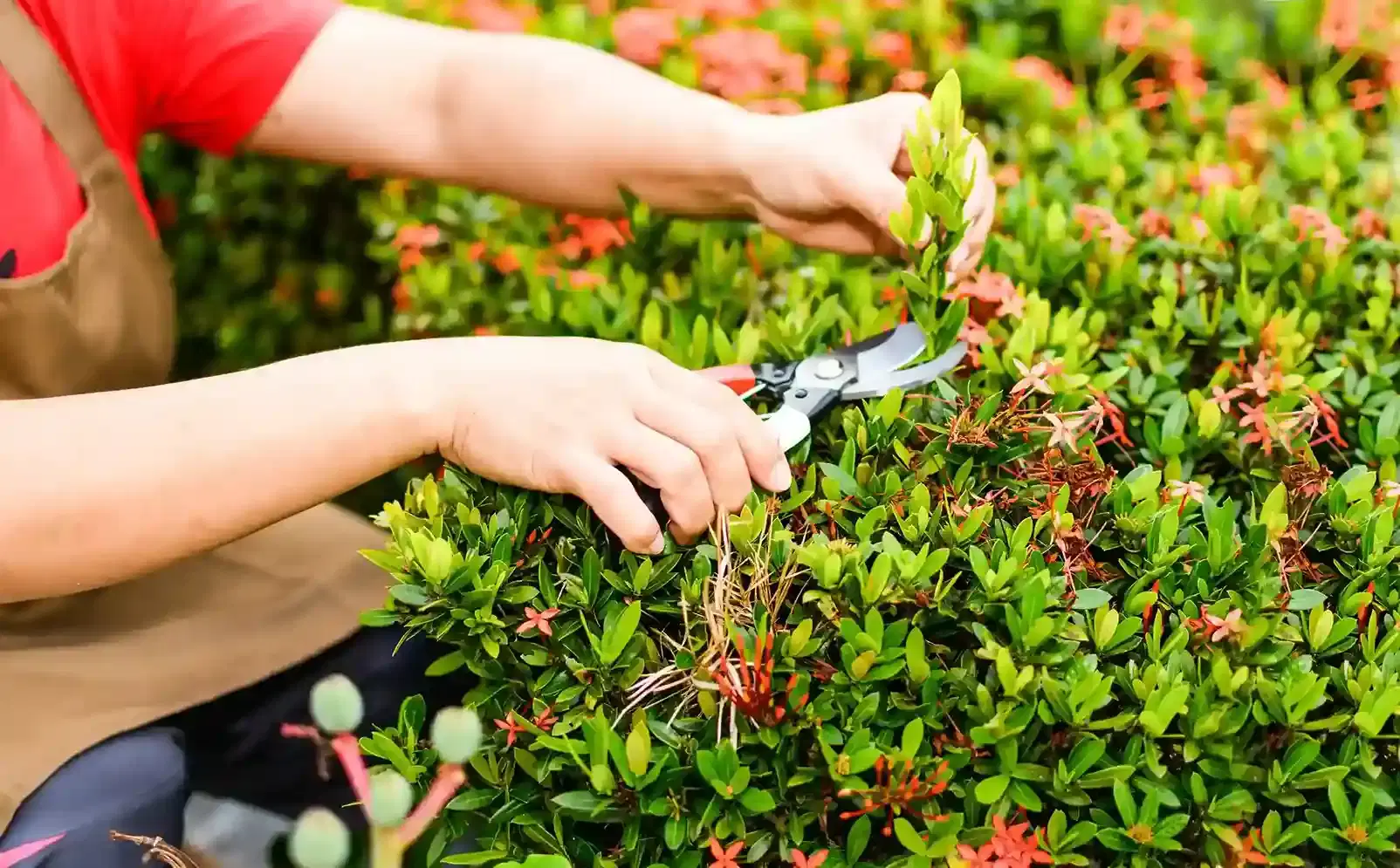 Professional Tree, Shrub & Plant Services