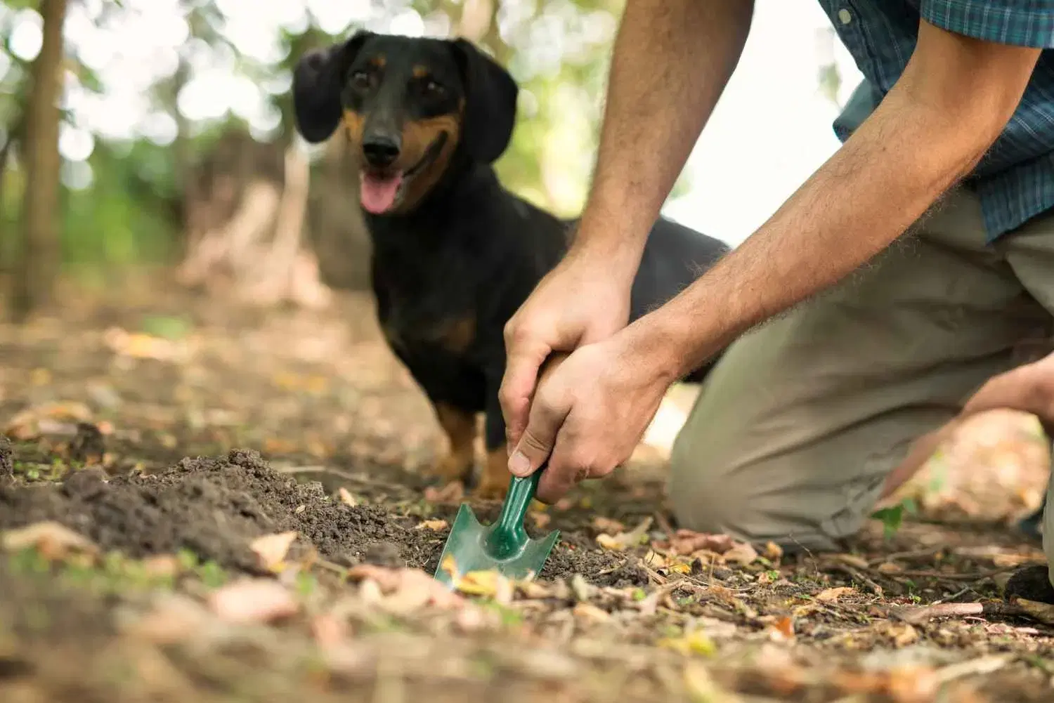 Benefits of Dog Poop Clean-Up