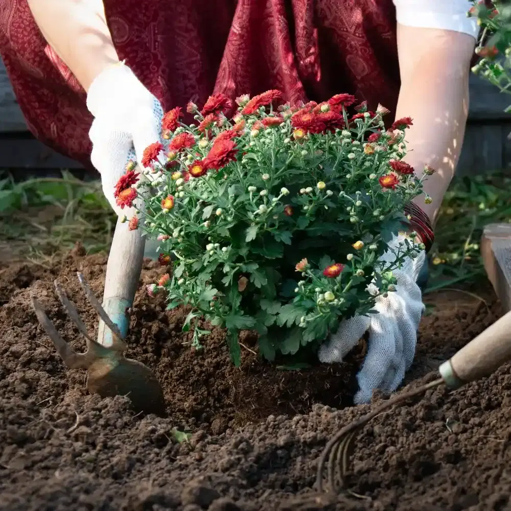 Professional Flower Bed Creation & Cleanup