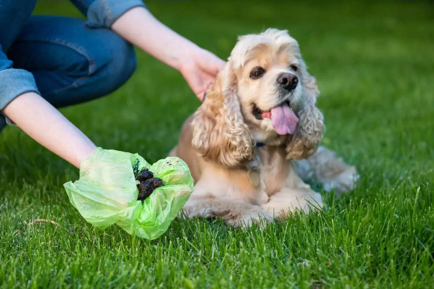 Professional Dog Poop Clean-Up